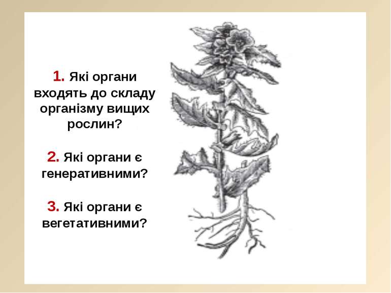 1. Які органи входять до складу організму вищих рослин? 2. Які органи є генер...