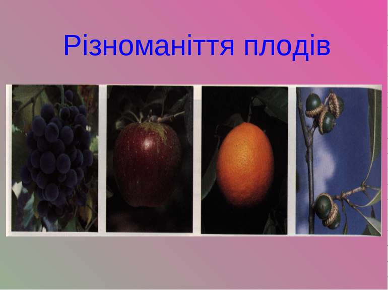 Різноманіття плодів