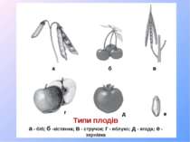 Типи плодів а - біб; б -кістянка; в - стручок; г - яблуко; д - ягода; е - зер...