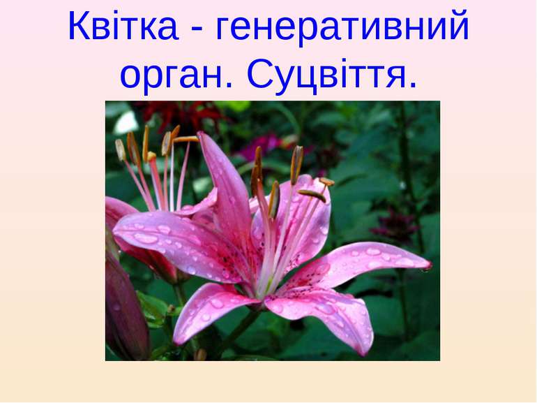Квітка - генеративний орган. Суцвіття.