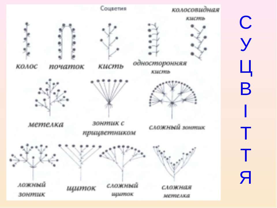 Початок метелка. Схема типов соцветий. Схема сложного соцветия метёлка. Схемы типов соцветий покрытосеменных растений. Типы соцветий таблица соцветие схема растения.