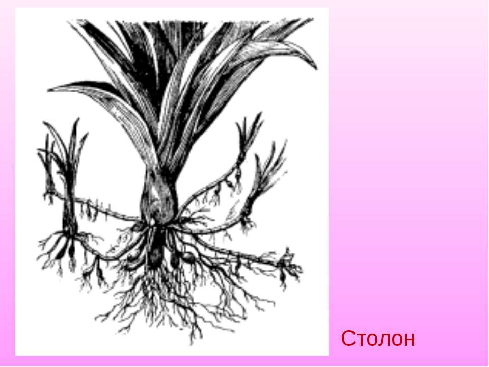 Растения образующие корневища. Столоны лилейника. Столон подземный побег. Корневище лилейника. Корни столоны.