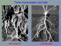 Типи кореневих систем Мичкувата Стрижнева