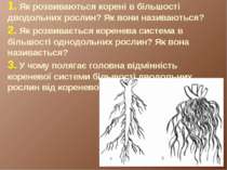 1. Як розвиваються корені в більшості дводольних рослин? Як вони називаються?...