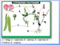 1 - плід; 2 - насіння; 3 - квітка; 4 - листок; 5 - стебло; 6 - корінь