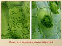 Осмотичні процеси в рослинній клітині