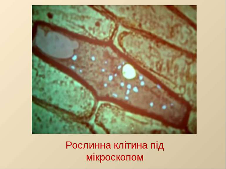 Рослинна клітина під мікроскопом