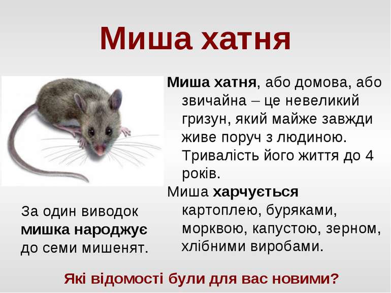 Миша хатня Миша хатня, або домова, або звичайна – це невеликий гризун, який м...