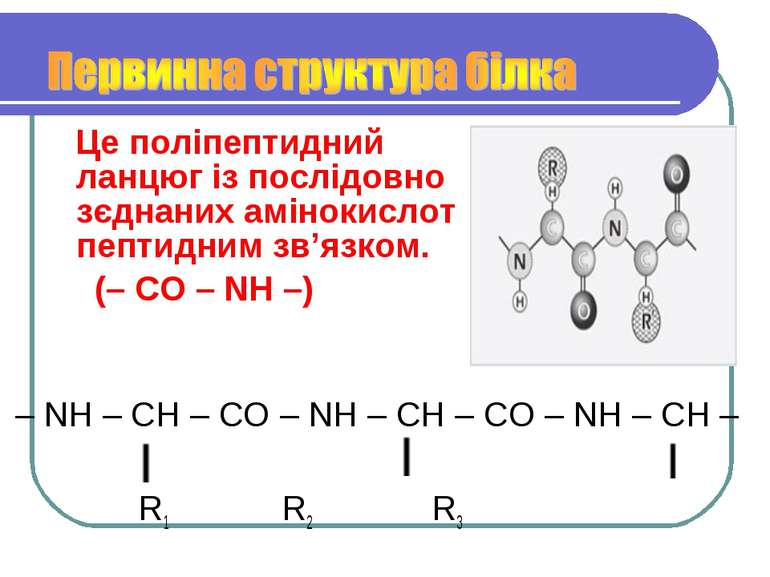 Це поліпептидний ланцюг із послідовно зєднаних амінокислот пептидним зв’язком...