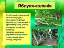 Яблуня-колонія Особливий, унікальний об'єкт природно-заповідного фонду Україн...