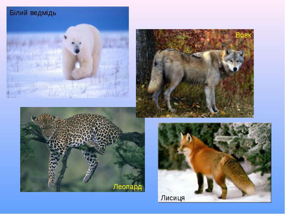 Северная евразия животный мир. Животные Евразии. Животные и растения Евразии. Представители животных Евразии. Животные которые живут в Евразии.