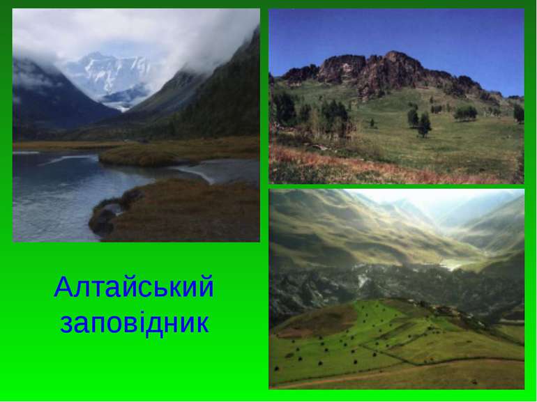 Алтайський заповідник