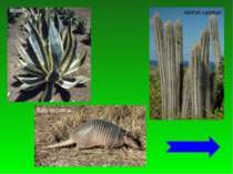 агава кактус-цереус броненосець