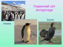 Тваринний світ Антарктиди Пінгвіни Баклан