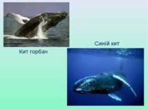 Кит горбач Синій кит