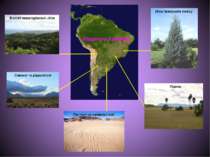 Вологі екваторіальні ліси Савани та рідколісся Ліси помірного поясу Пампа Пус...