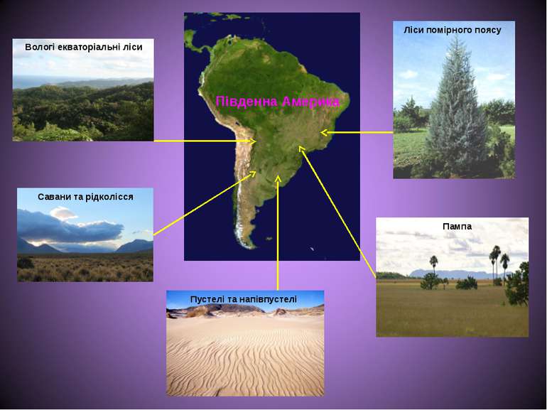 Вологі екваторіальні ліси Савани та рідколісся Ліси помірного поясу Пампа Пус...