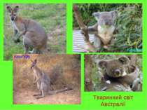 Тваринний світ Австралії Кенгуру Коала