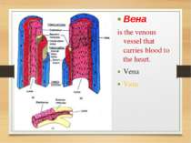 Вена is the venous vessel that carries blood to the heart. Vena Vein