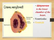 Шлуночок is the lower chamber of the heart. Ventriculus Ventricle