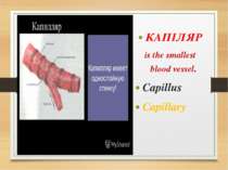 КАПІЛЯР is the smallest blood vessel. Capillus Capillary