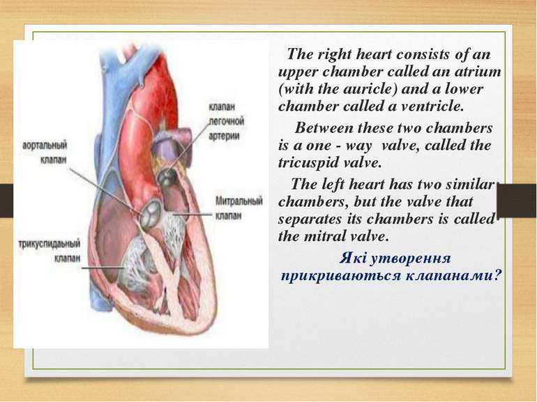 The right heart consists of an upper chamber called an atrium (with the auric...