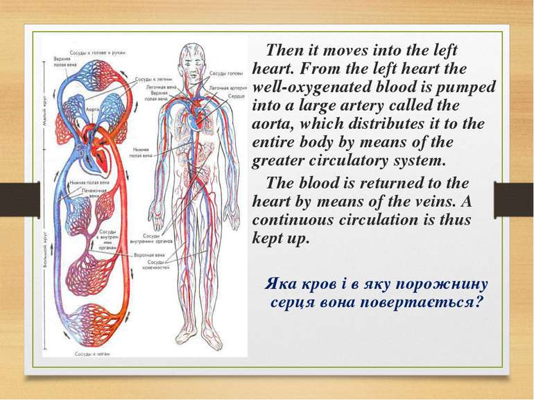 Then it moves into the left heart. From the left heart the well-oxygenated bl...