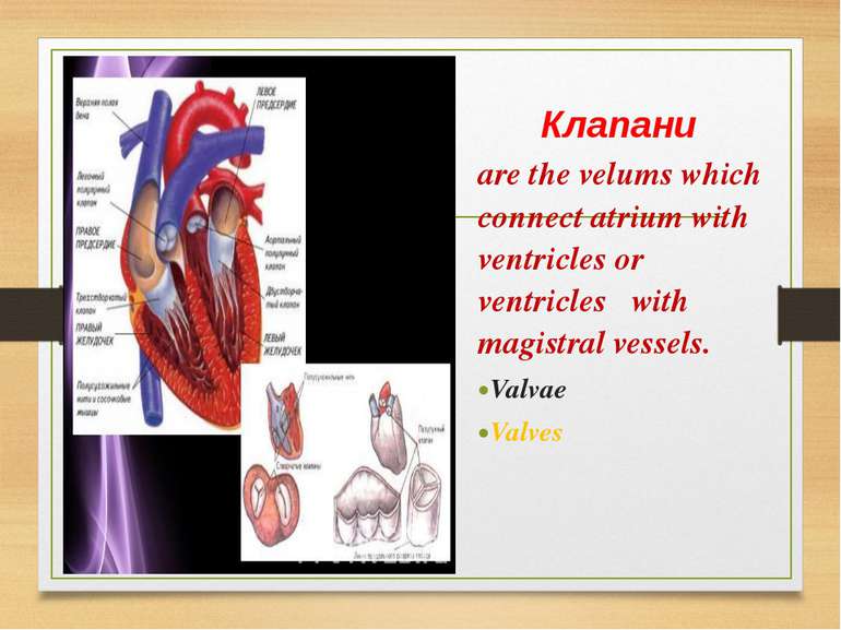 Клапани are the velums which connect atrium with ventricles or ventricles wit...