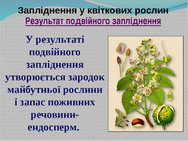 Запліднення у квіткових рослин У результаті подвійного запліднення утворюєтьс...