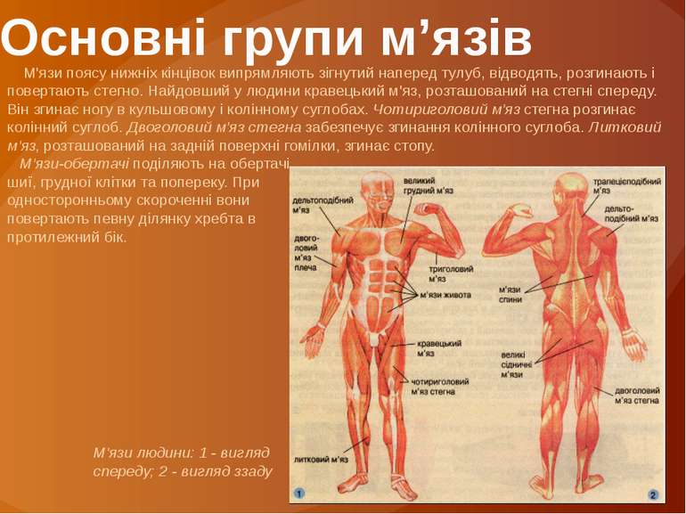 Основні групи м’язів М'язи поясу нижніх кінцівок випрямляють зігнутий наперед...