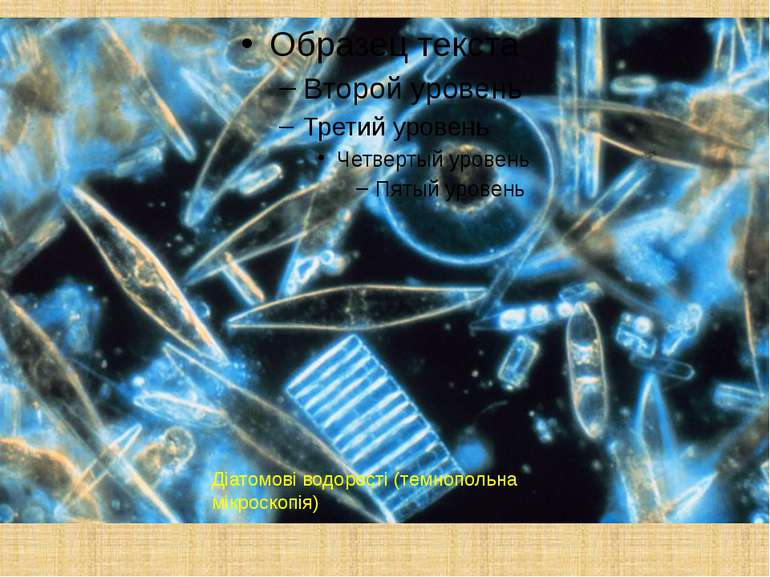Діатомові водорості (темнопольна мікроскопія)