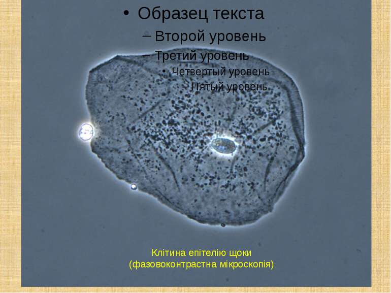Клітина епітелію щоки (фазовоконтрастна мікроскопія)