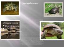 Черепаха болотяна Цей вид черепах поширений повсюдно, навіть у степовій зоні ...