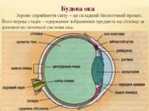 Будова ока Зорове сприйняття світу – це складний біологічний процес. Його пер...