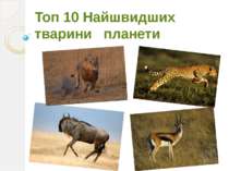 "Топ 10 Найшвидших тварини планети"