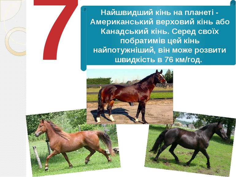 7 Найшвидший кінь на планеті - Американський верховий кінь або Канадський кін...