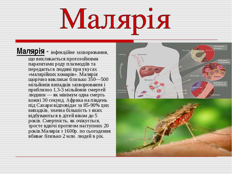 Малярія - інфекційне захворювання, що викликається протозойними паразитами ро...