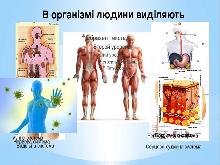 В організмі людини виділяють Кісткова система М`язова система Нервова система...