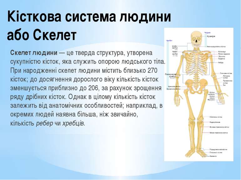 Кісткова система людини або Скелет Скелет людини — це тверда структура, утвор...