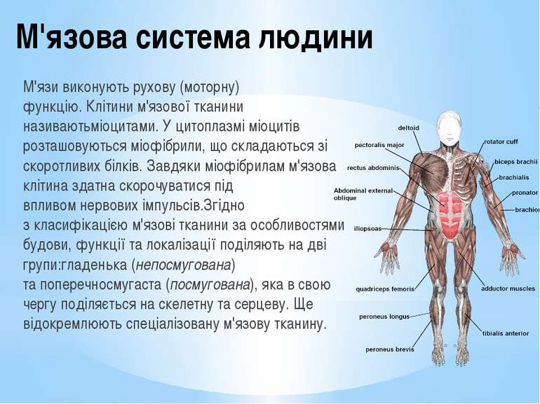 М'язова система людини М'язи виконують рухову (моторну) функцію. Клітини м'яз...