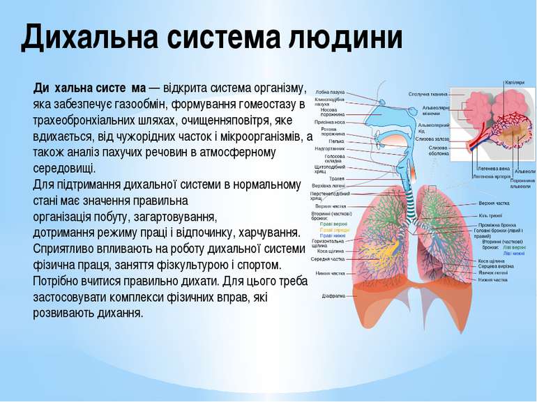 Дихальна система людини Ди хальна систе ма — відкрита система організму, яка ...