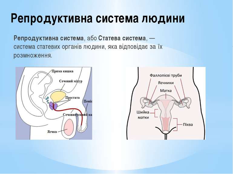 Репродуктивна система людини Репродуктивна система, або Статева система, — си...