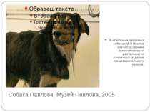 Собака Павлова, Музей Павлова, 2005 В опытах на здоровых собаках И.П Павлов и...