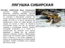 ЛЯГУШКА СИБИРСКАЯ ЛЯГУШКА СИБИРСКАЯ (Rana chensinensis) населяет Сибирь, Севе...