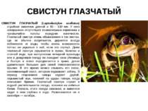 СВИСТУН ГЛАЗЧАТЫЙ СВИСТУН ГЛАЗЧАТЫЙ (Leptodactylus ocellatus) стройное животн...