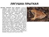 ЛЯГУШКА ПРЫТКАЯ ЛЯГУШКА ПРЫТКАЯ (Rana dalmatina) отличается стройным телом, у...