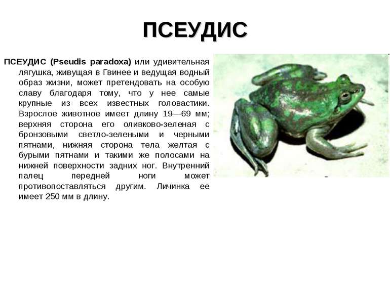 ПСЕУДИС ПСЕУДИС (Pseudis paradoxa) или удивительная лягушка, живущая в Гвинее...