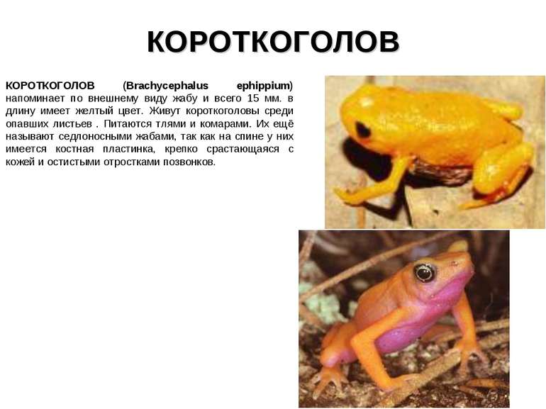 КОРОТКОГОЛОВ КОРОТКОГОЛОВ (Brachycephalus ephippium) напоминает по внешнему в...