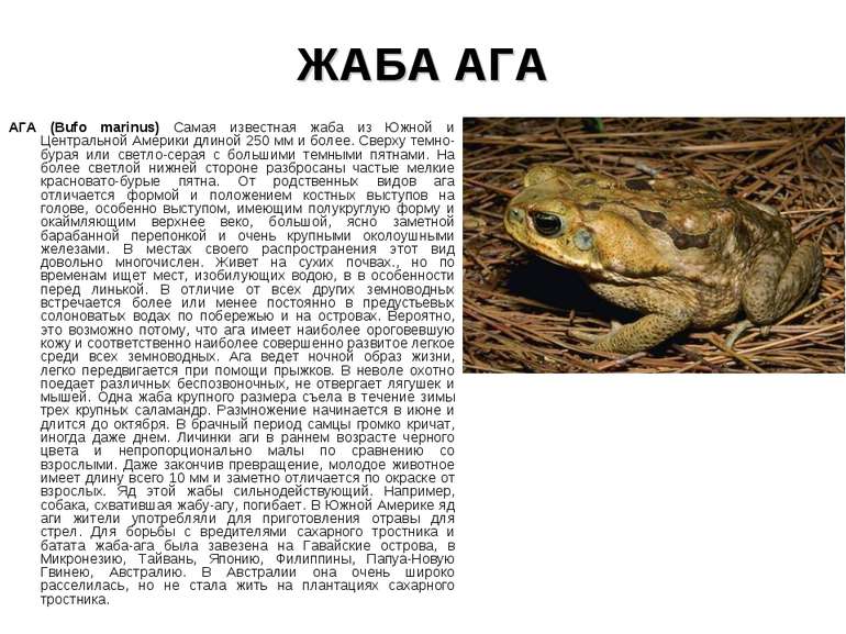 ЖАБА АГА АГА (Bufo marinus) Самая известная жаба из Южной и Центральной Амери...