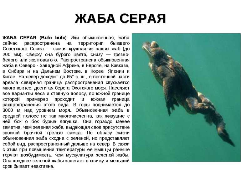 ЖАБА СЕРАЯ ЖАБА СЕРАЯ (Bufo bufo) Или обыкновенная, жаба сейчас распространен...